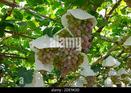 Heavily laden grapes ripen on the vine in traditionally managed vineyards in Chunguang, where practices date back over 1000 yrs. Xuanhua, China Stock Photo