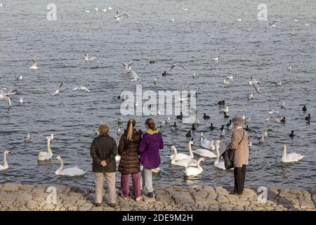 BELGRADE, SERBIA - FEBRUARY 2, 2016: Old woman and young girls feeding a Flock of Swans on the Danube river, in Zemun. Swans, or cygnus, are a typical Stock Photo