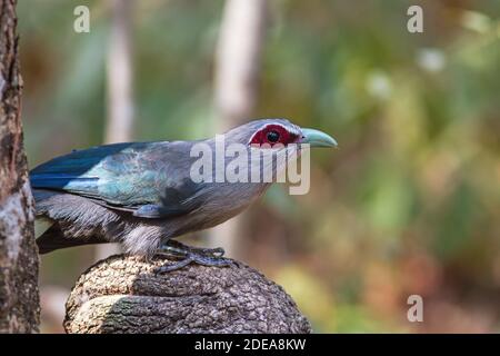 Beautiful of Green billed Malkoha (Phaenicophaeus tristis) great of cuckoo bird on branch Stock Photo