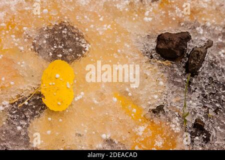 An aspen leaf on a sheet of ice covering a layer of fallen leaves in autumn in the Manti-La Sal National Forest near Moab, Utah. Stock Photo