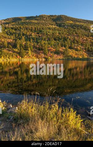 Quaking aspen trees in fall colors in the Manti-La Sal National Forest in the Abajo Mountains of souheastern Utah. Stock Photo
