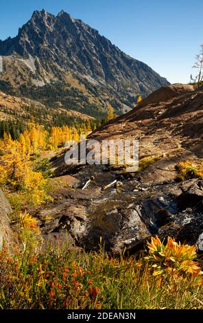 WA18584-00...WASHINGTON - Fall color along a banks of a small creek along Ingalls Way in the Alpine Lakes Wilderness. Stock Photo