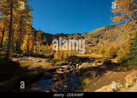 WA18587-00...WASHINGTON - Fall colored subalpine larch in a basin along the Ingalls Way trail in the Alpine Lakes Wilderness area of Wenatchee Nationa Stock Photo