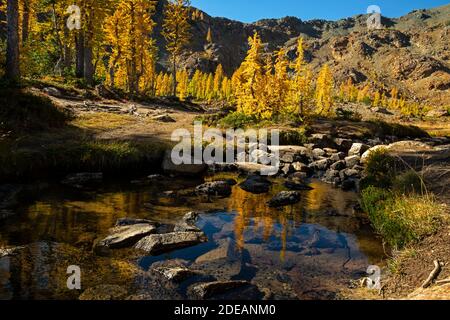 WA18588-00...WASHINGTON - Colorful subalpine larch trees reflecting in a creek along the Ingalls Way Trail in the Alpine Lakes Wilderness area of the Stock Photo