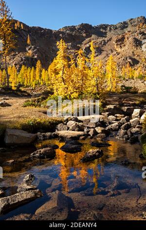 WA18589-00...WASHINGTON - Colorful subalpine larch trees reflecting in a creek along the Ingalls Way Trail in the Alpine Lakes Wilderness area of the Stock Photo