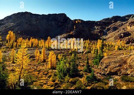 WA18590-00...WASHINGTON - Larch trees in vibrant fall color along the Ingalls Way Trail in the Alpine Lakes Wilderness of the Wenatchee National Fores Stock Photo