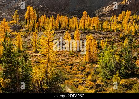 WA18591-00...WASHINGTON - Larch trees in vibrant fall color along the Ingalls Way Trail in the Alpine Lakes Wilderness of the Wenatchee National Fores Stock Photo