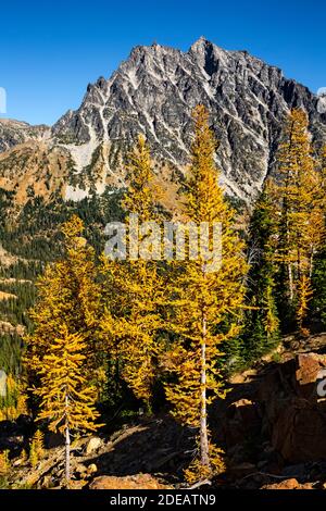 WA18608-00...WASHINGTON - Mount Stuart from the Ingalls Way trail passing by Alpine larch groves in the Alpine Lakes Wilderness area. Stock Photo