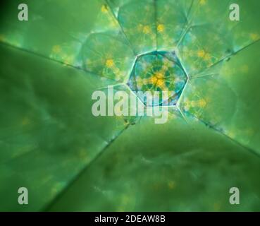 Green, blue, yellow, and turquoise symmetrical pattern seen through a kaleidoscope. Stock Photo