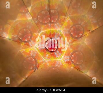 Hexagonal yellow, orange, red, and silver fractals in a kaleidoscope with shallow depth of field and copy space. Stock Photo