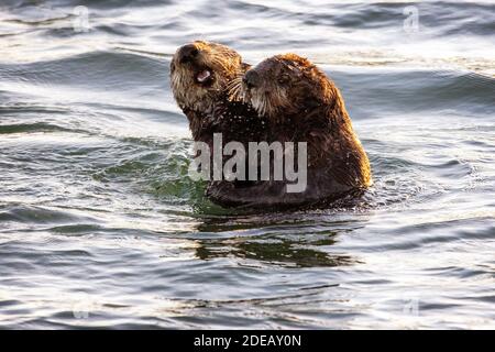 Two Sea Otters (Enhydra lutris) playing in the Elkhorn Slough, Moss Landing, California Stock Photo