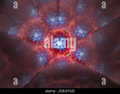 Red, blue, yellow, and white symmetrical pattern seen through a kaleidoscope. Stock Photo