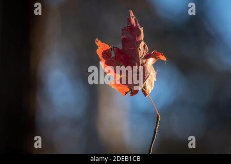 Autumn vibes with a single Red Maple (Acer rubrum) leaf. Raleigh, North Carolina. Stock Photo