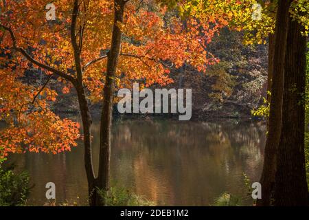 Autumn vibes with a vivid Red Maple (Acer rubrum) at Durant Nature Preserve in Raleigh, North Carolina. Stock Photo