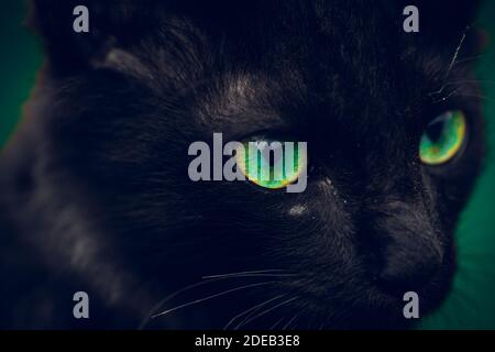 Black cat with vibrant green eyes pops in the dark, young small cat eyes sharp focused in front, intence looking angry closeup face only macro photo, Stock Photo