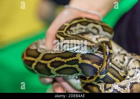 Royal Python snake creeping on a  girl hand Stock Photo