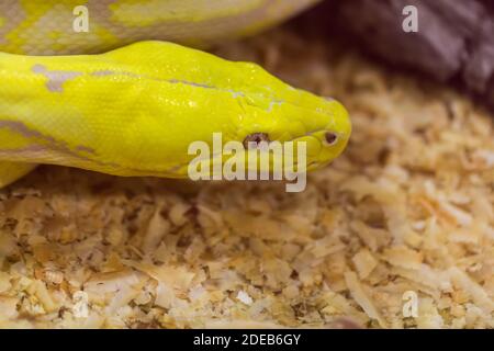 Closeup Gold of Python,Reticulated python (Python reticulatus) Stock Photo