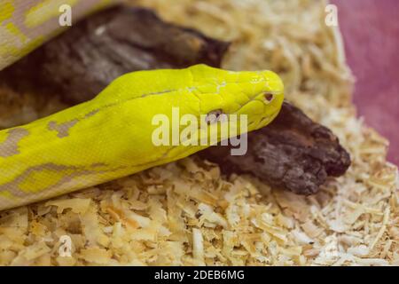 Closeup Gold of Python,Reticulated python (Python reticulatus) Stock Photo