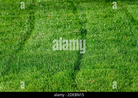 Lush, vibrant green lawn freshly mown on a sunny day, as a nature background Stock Photo
