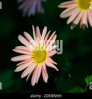 Pale orange chrysanthemum highlighted by sun blooming in a garden Stock Photo