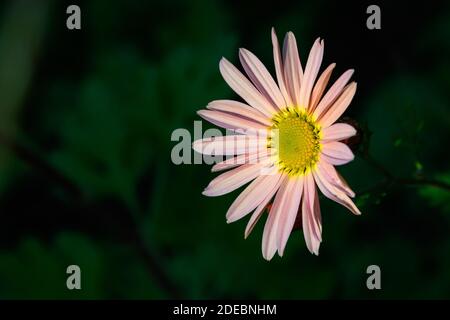 Pale orange chrysanthemum highlighted by sun blooming in a garden Stock Photo