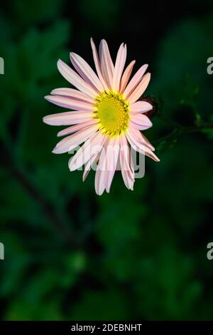 Pale orange chrysanthemum highlighted by sun blooming in a garden Stock Photo