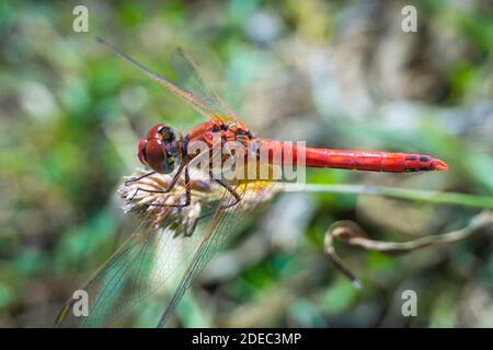 Red dragonfly body view on green natural background Stock Photo