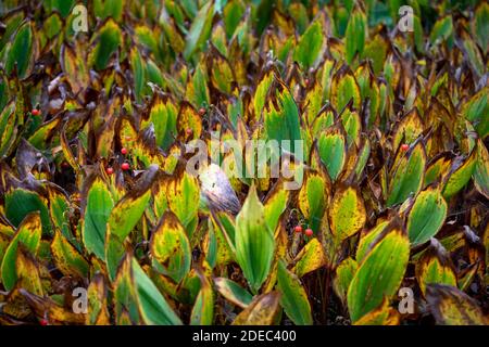 Dying Lily-of-the-valleys in autumn Stock Photo