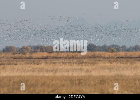 A massive flock of snow geese (Anser caerulescens) and Ross's geese (Anser rossii) flying over grasslands near Sacramento NWR in California. Stock Photo