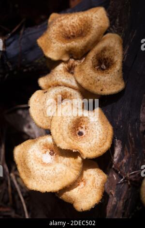 Fungi on log (Lentinus crinitus). November 2020. Cow Bay. Daintree National Park. Queensland. Australia. Stock Photo