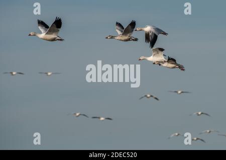 Migrating snow geese (Anser caerulescens) arrive at Sacramento NWR in California in late fall by the tens of thousands. Stock Photo