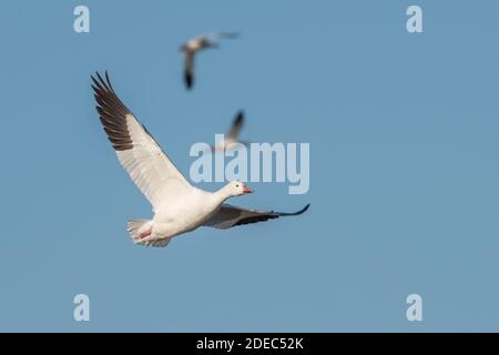 A snow goose (Anser caerulescens) flying over Sacramento NWR in the central valley of California. Stock Photo