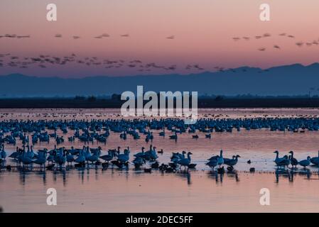 Huge flocks of snow geese (Anser caerulescens) migrate to the freshwater marsh at Sacramento wildlife refuge, California in the fall to overwinter. Stock Photo