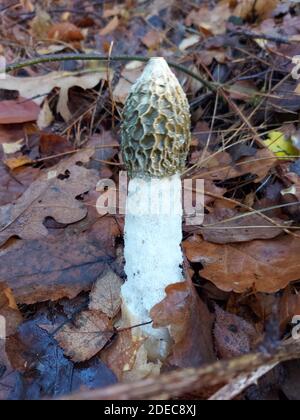 Phallus impudicus, known colloquially as the common stinkhorn in the Kaapse Bossen at Utrecht Stock Photo