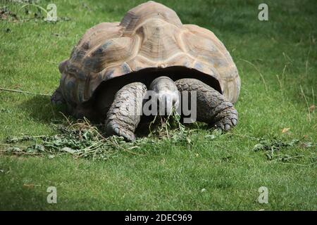 Forest tortoise in the enclosure of the elephants of Ouwehands Zoo in Rhenen the Netherlands Stock Photo