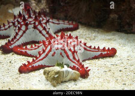 Red white starfish on the bottom of the water in Ouwehands Zoo in Rhenen Stock Photo