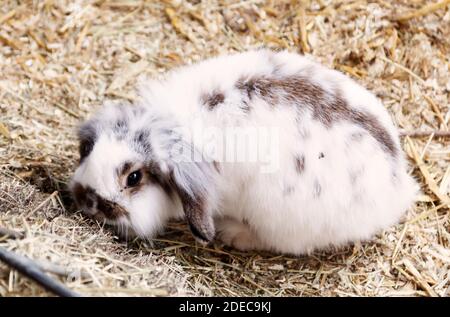 white and gray rabbit with long ears Stock Photo