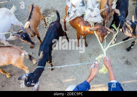 Goats at the Padre Garcia Livestock Auction Market in Batangas, Philippines Stock Photo