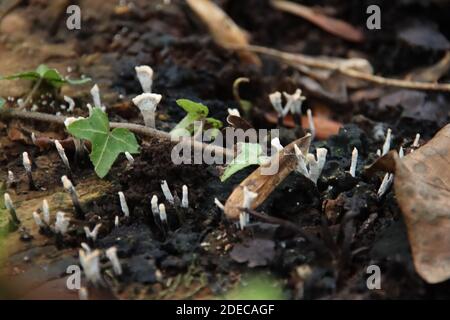 Xylaria hypoxylon is a species of fungus in the genus Xylaria. It is known by a variety of common names, such as the candlestick fungus, the candlesnu Stock Photo