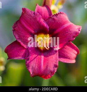 'Purple Rain' Daylily, Daglilja (Hemerocallis) Stock Photo