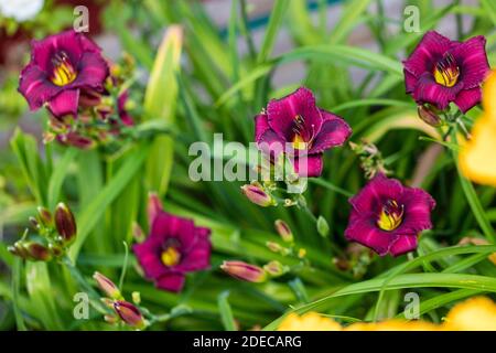 'Purple Rain' Daylily, Daglilja (Hemerocallis) Stock Photo