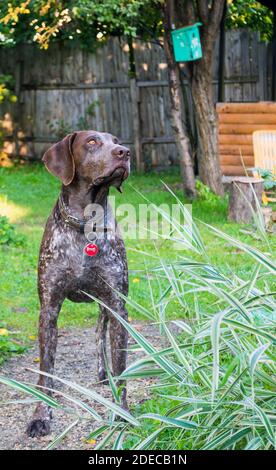 German shorthaired pointer, Deutsch Kurzhaar - Hunter dog Stock Photo