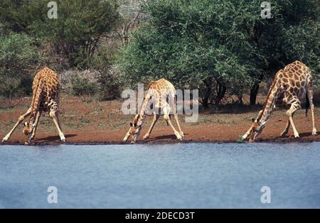 Rothschild's Giraffe, giraffa camelopardalis rothschildi, Group Drinking at River, Kenya Stock Photo