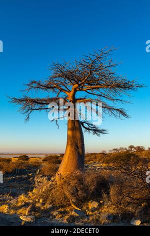 Lone young baobab tree on Kubu Island Stock Photo
