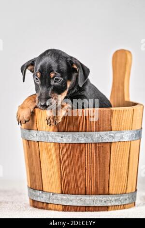 Vintage look. A portrait of a cute Jack Russel Terrier puppy, in a wooden sauna bucket, isolated on a white background. Stock Photo