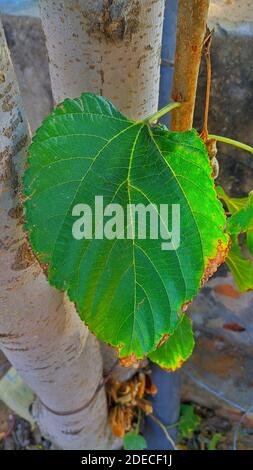Big Mulberry Leaves or Morus on Tree Used to Make Tea and Ingredient for A Delicious and Healthy Meal. Stock Photo