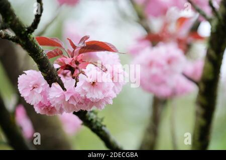 Double, pink flowers of prunus 'Royal Burgundy'. Prunus serrulata 'Burgundy'. cherry 'Royal Burgundy' Stock Photo