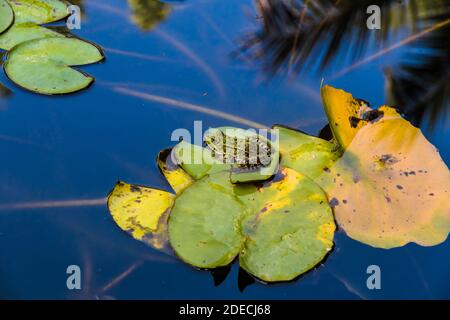 Nice view of a green common water frog (Pelophylax kl. esculentus) sitting on a floating water lily pad in a pond in the Upper Botanical Garden... Stock Photo