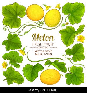 melon elements set Stock Vector