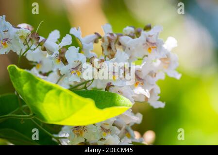 Flowers of a Cigar tree in summer, Catalpa speciosa. Stock Photo